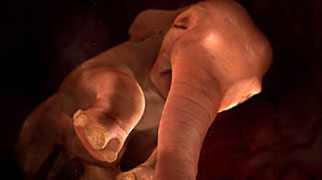 ELEPHANT WOMB