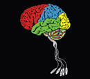 Brains