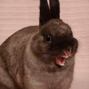 Bunny Yawn