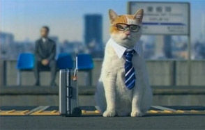 Business Cat