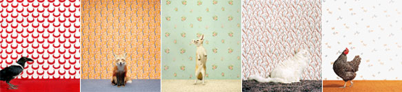 Catherine's Animals