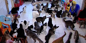 130 Cats