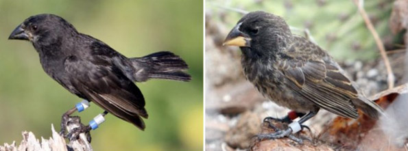 Finch Split