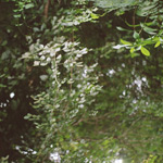 Summer Mix 2007