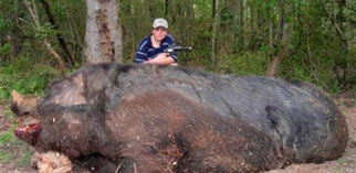 Hogzilla