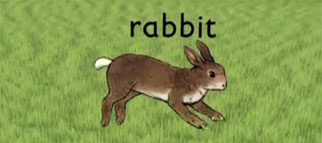 rabbit