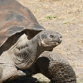 Immortal Turtle