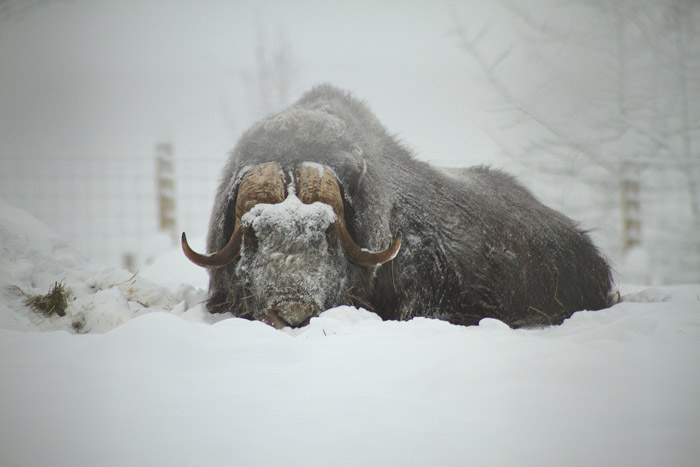 Kid Lion: Musk Ox