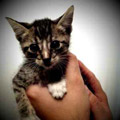 Look at This Kitten