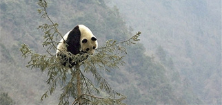 Panda in a tree