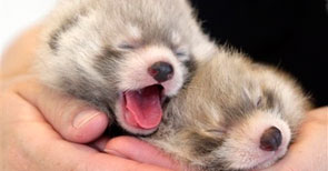 Red Panda