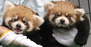 Red Panda