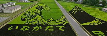 Rice Art