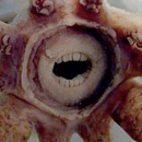 Squid Teeth