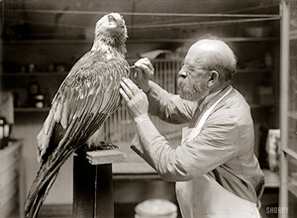 Shorpy Bird