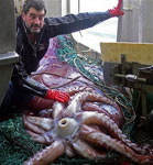 Colossal Squid Caught