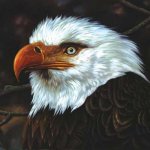 Hawk is Howling Cover