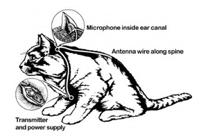 Acoustic Kitty