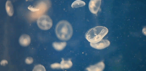 Jellies
