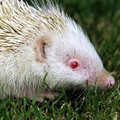 Albino