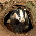 Badgers and Bones