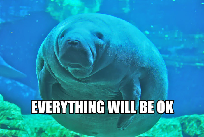 Calming Manatee