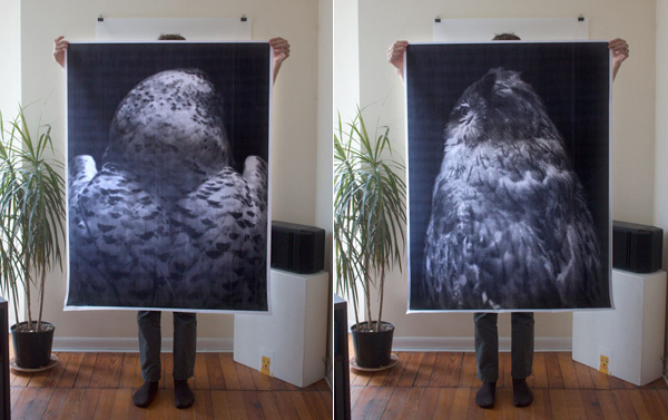 Debbie Carlos Owl Prints