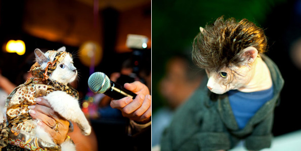 Cat Fashion Show