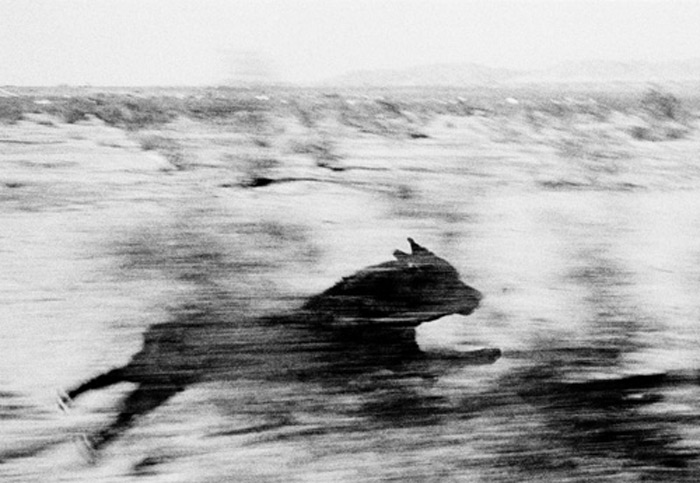 Dogs Chasing my Car in the Desert