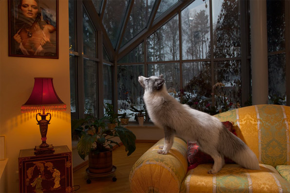Alisha: Domesticated Fox