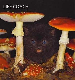 Life Coach