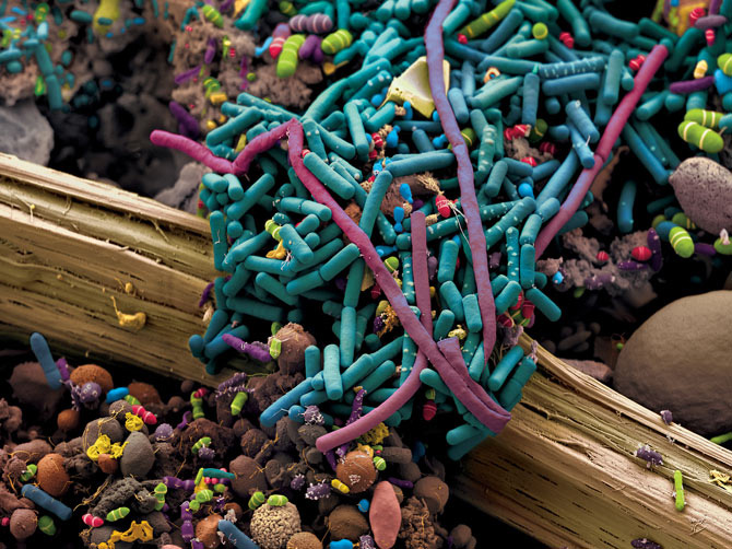 Gut Bacteria
