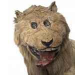 Lion Taxidermy