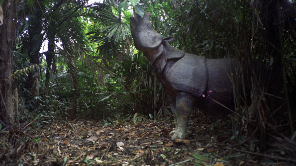 Javan Rhino