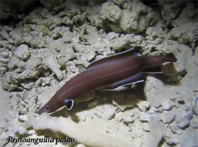 Protoanguilla palau