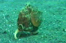 Octo Coconut