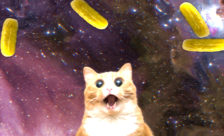 cat versus pickle
