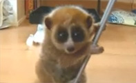 Pygmy