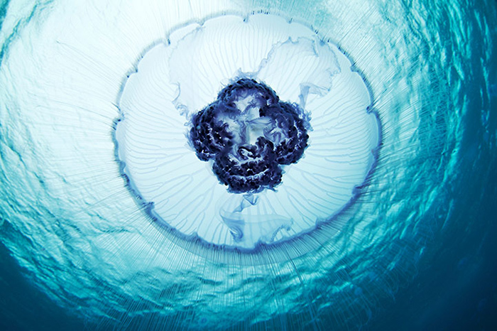 Russian Jellyfish