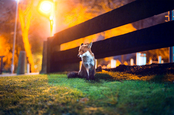 Fox