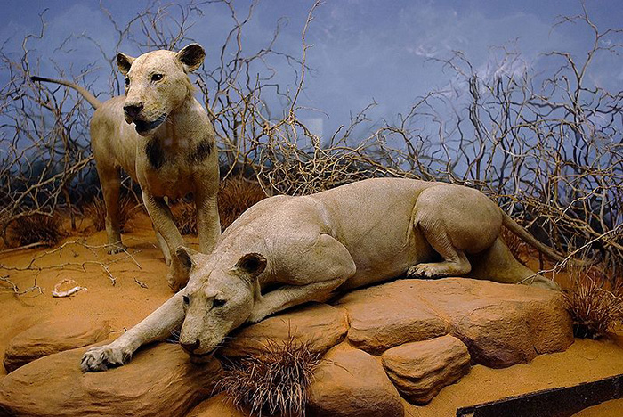Ten Tales of Taxidermy