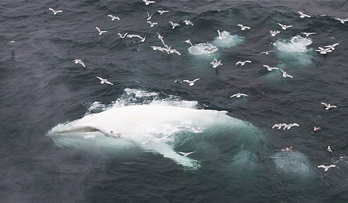 White Whale